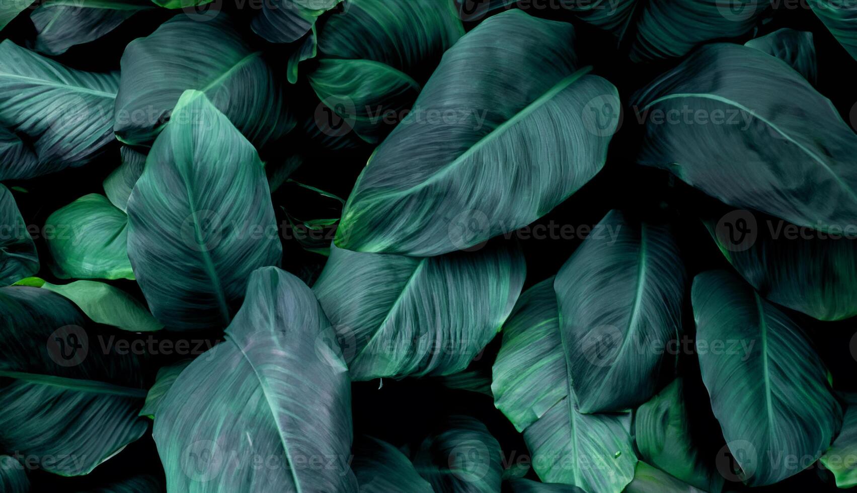 Abstract Tropical Leaf Texture of Spathiphyllum cannifolium, Nature Background photo