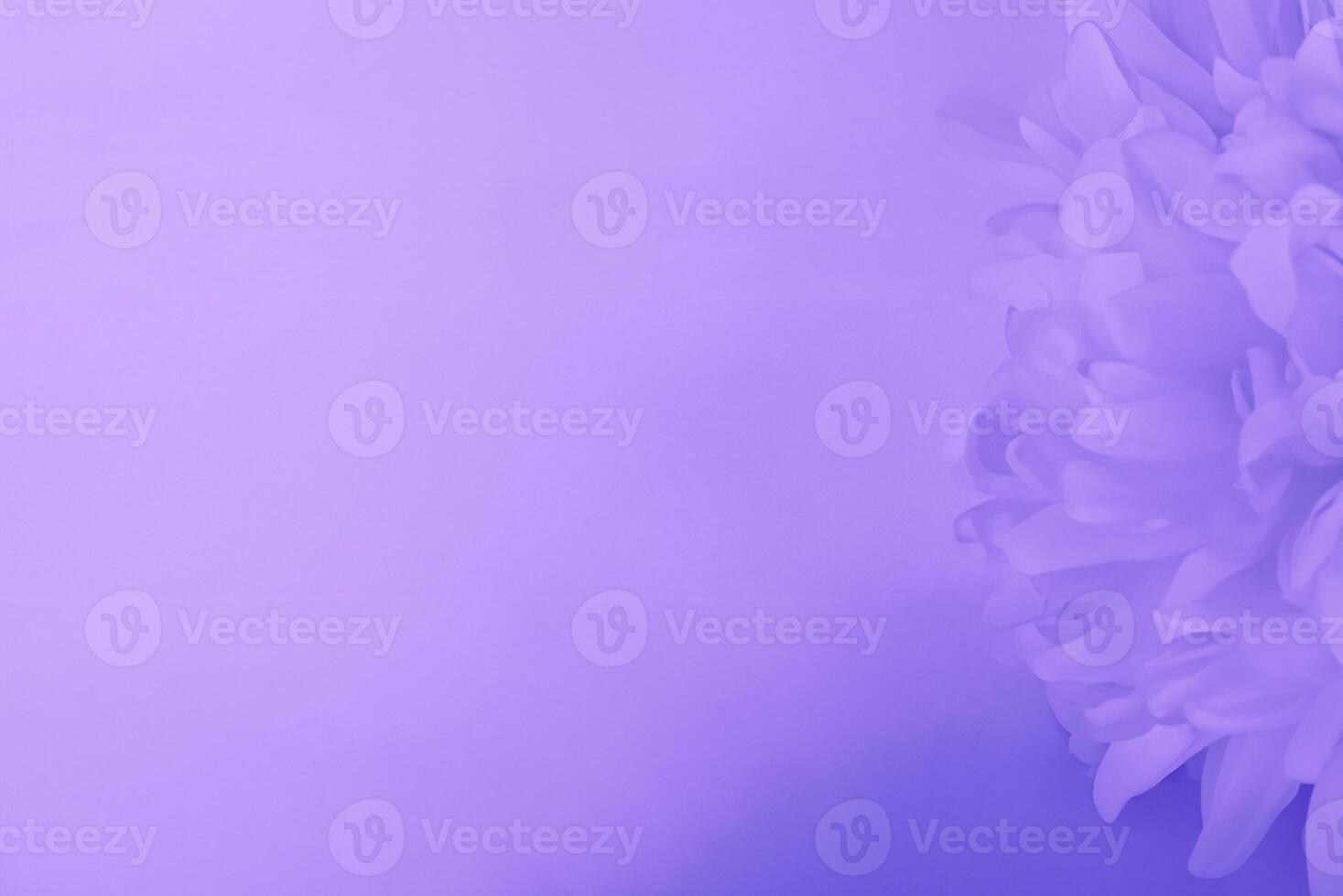 Beautiful abstract color purple and blue flowers on white background and light purple flower frame and purple leaves texture, purple background photo
