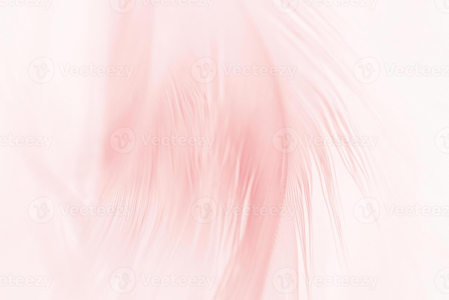 Cosmetic Pink Feather Pattern Texture Background in Soft Focus photo