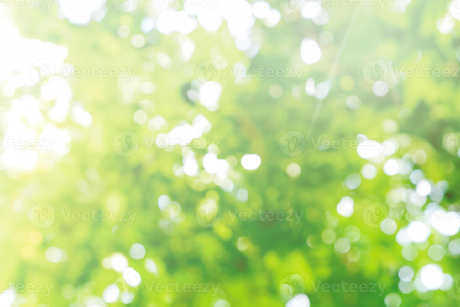 Green Leaf Bokeh, Abstract Nature Background with Soft Focus photo