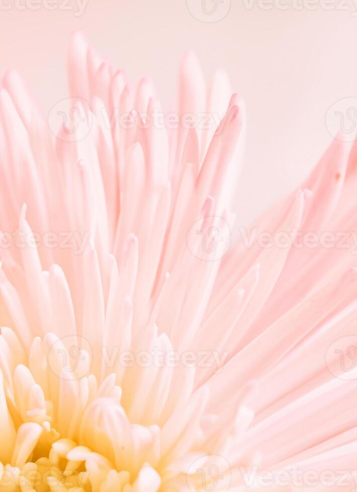 Macro Shot of Pale Pink Chrysanthemum Blossom Against Soft Floral Background photo
