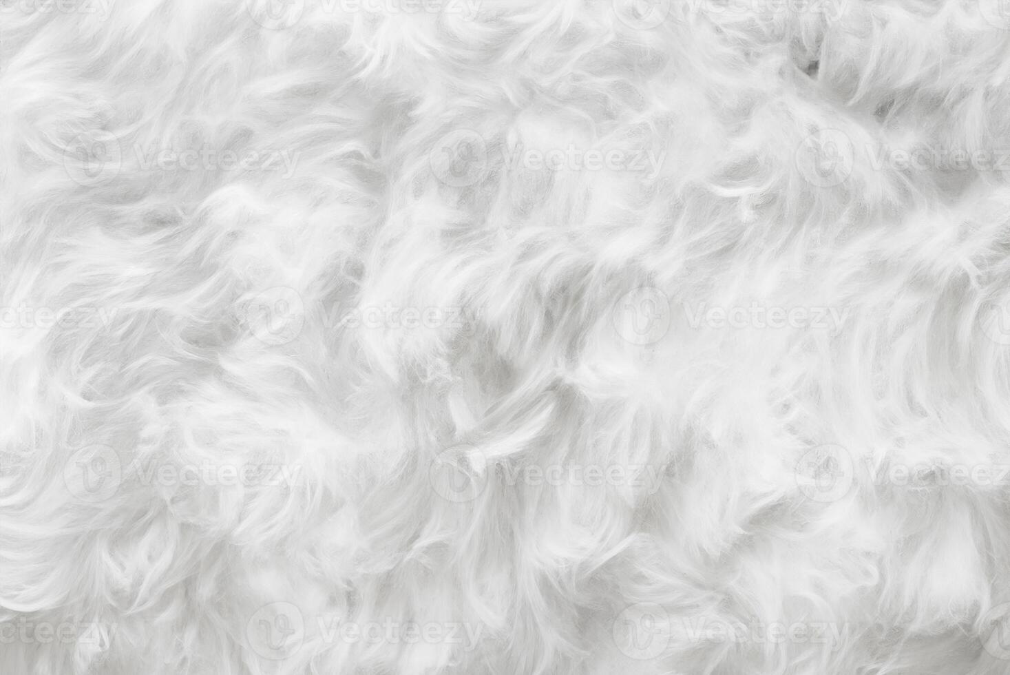 Macro Shot of Plush Sheep Wool for Textile Background photo