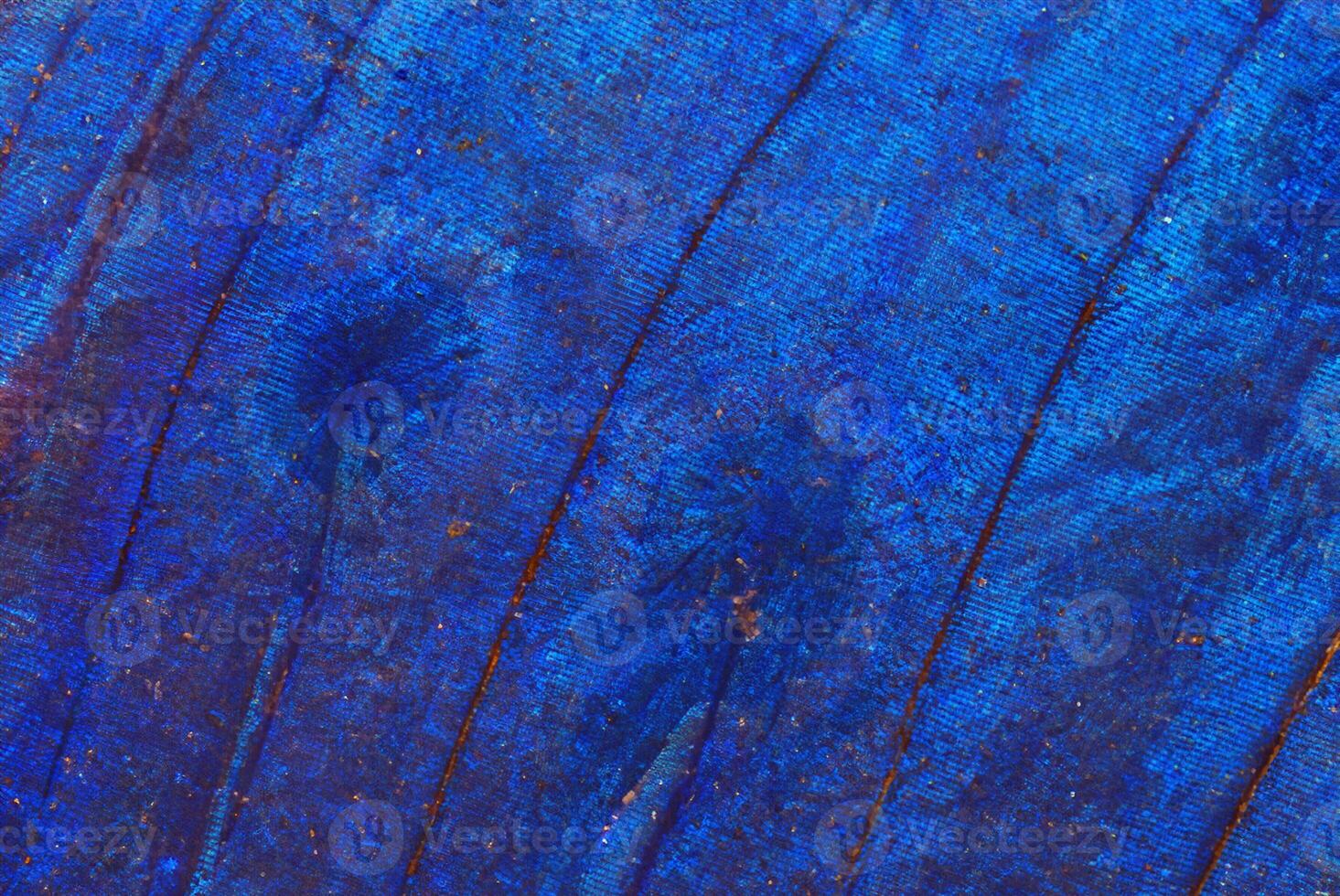 Cyan Morpho Butterfly Wing Close-Up Macro Texture Background photo