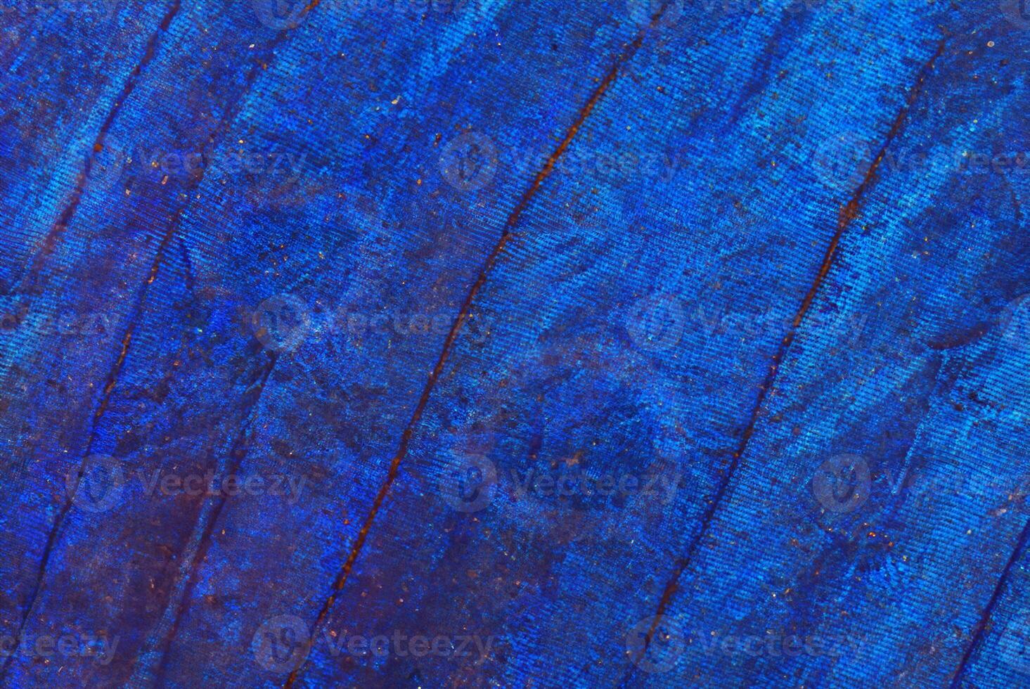 Cyan Morpho Butterfly Wing Close-Up Macro Texture Background photo