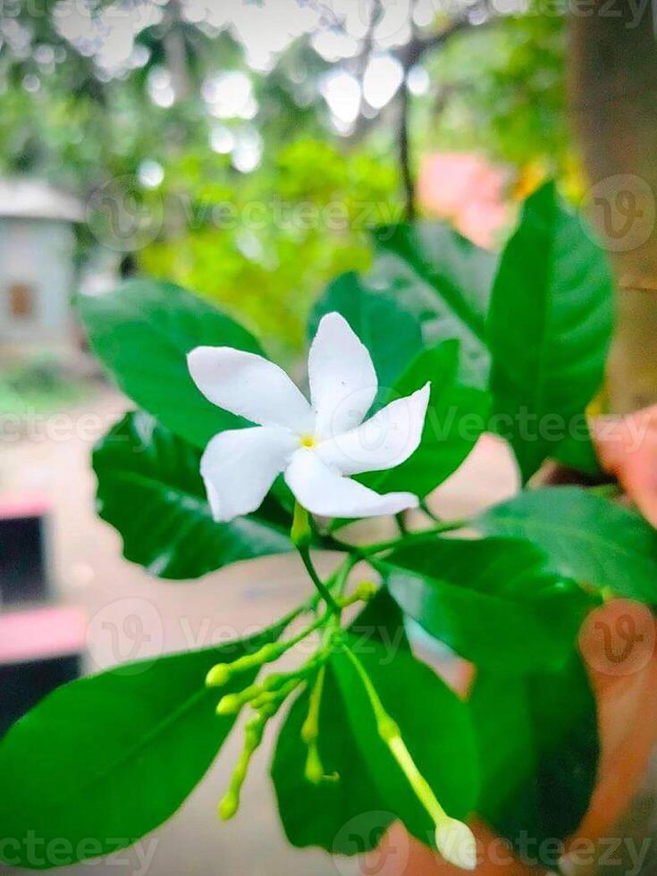 White jasmine flower blooming on tree in the garden photo
