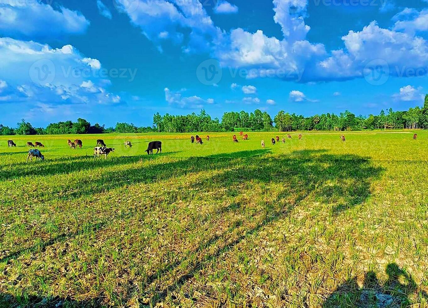Cow A field with a tree in the foreground and a blue sky with clouds photo