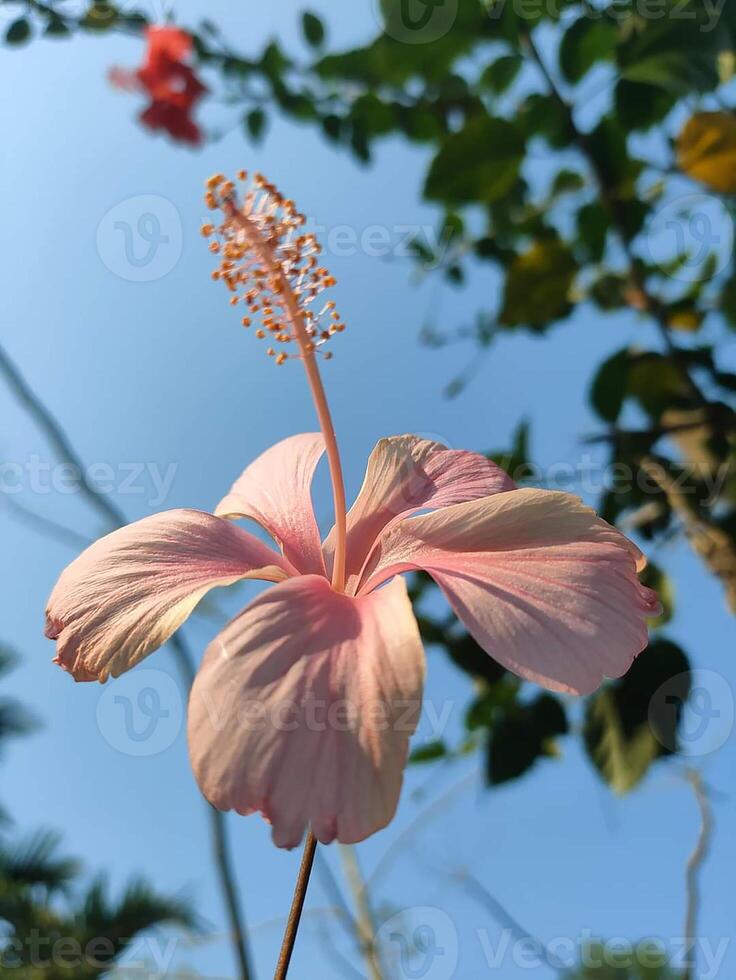 Pink hibiscus in the gardens at Railei Beach photo