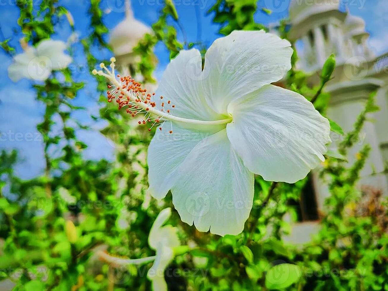 White hibiscus flower.Close up of white hibiscus flower photo