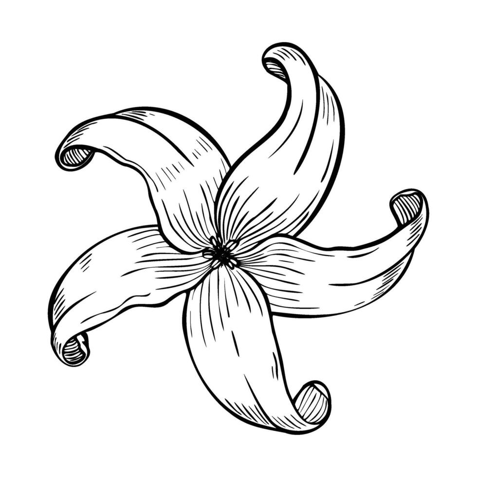 illustration with Papaya Flower or Lily in line art style on isolated backgrounds. Linear botanical drawing of plumeria or frangipani for spa salon. Black outline for greeting cards vector