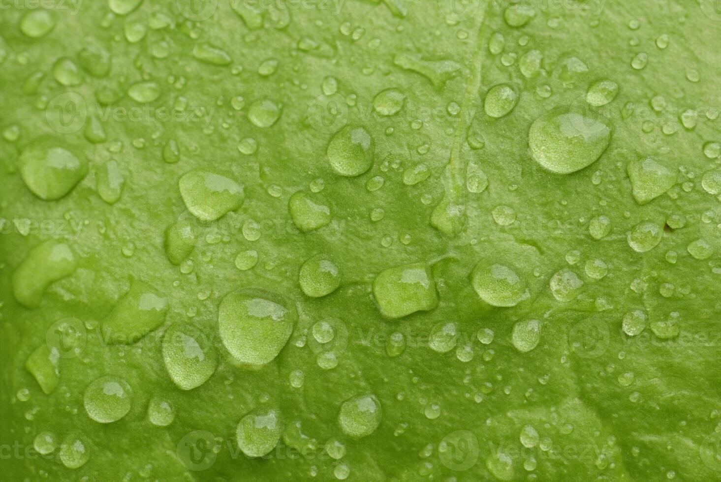 Vibrant Close-Up, Macro Shot of Rain-Kissed Green Lettuce Leaf with Water Droplets photo
