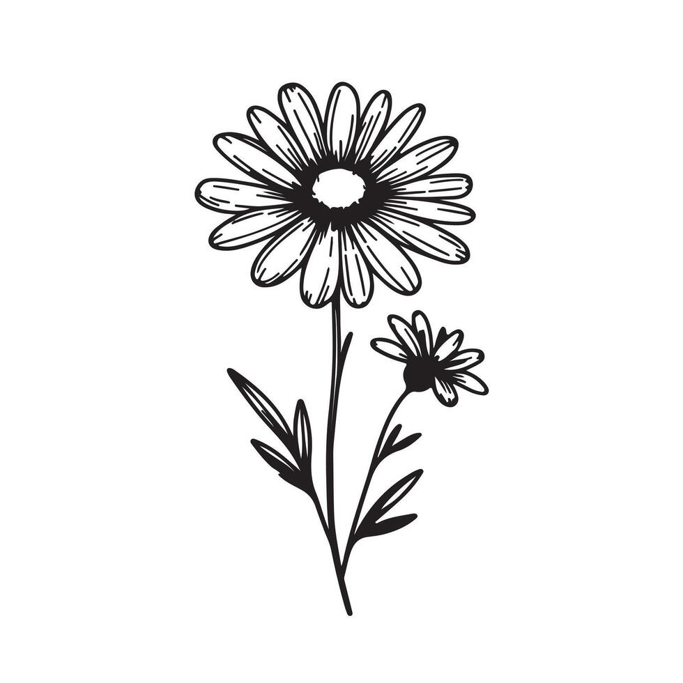 Daisy flower black silhouette isolated on a white background. vector