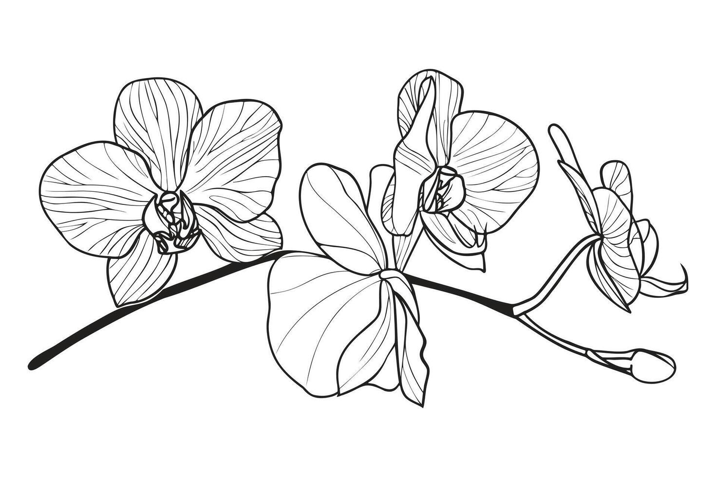 Outline orchid flower branch. Hand drawn sketch black and white illustration. Line art. Engraved style vector
