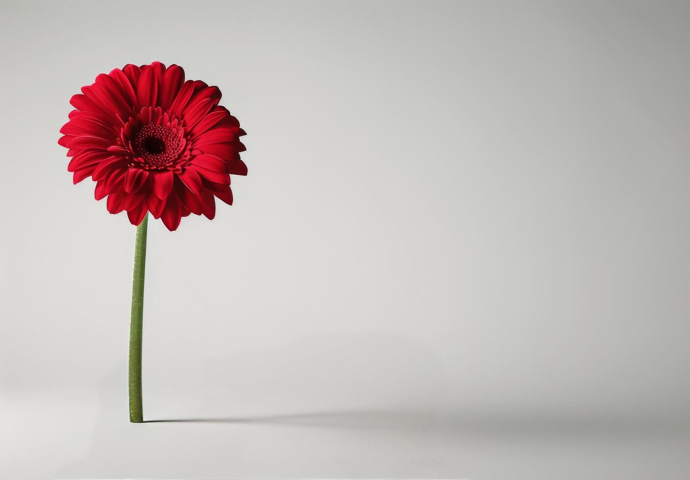 Single Red Gerbera Daisy Flower On White Background photo
