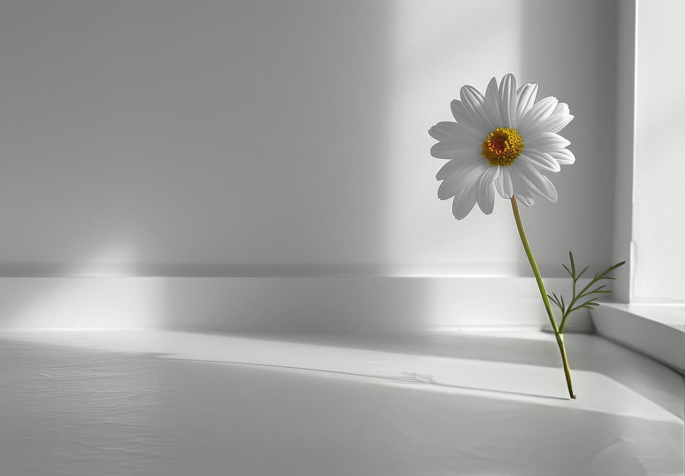 Single White Daisy Blooming in Sunlight on Tiled Floor photo