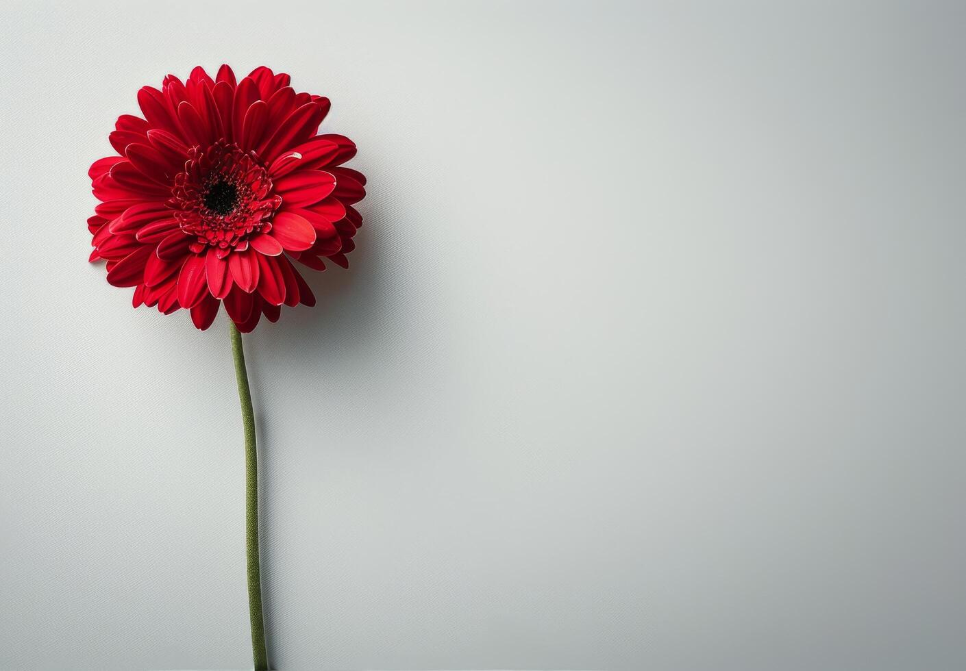 Single Red Gerbera Daisy Flower On White Background photo