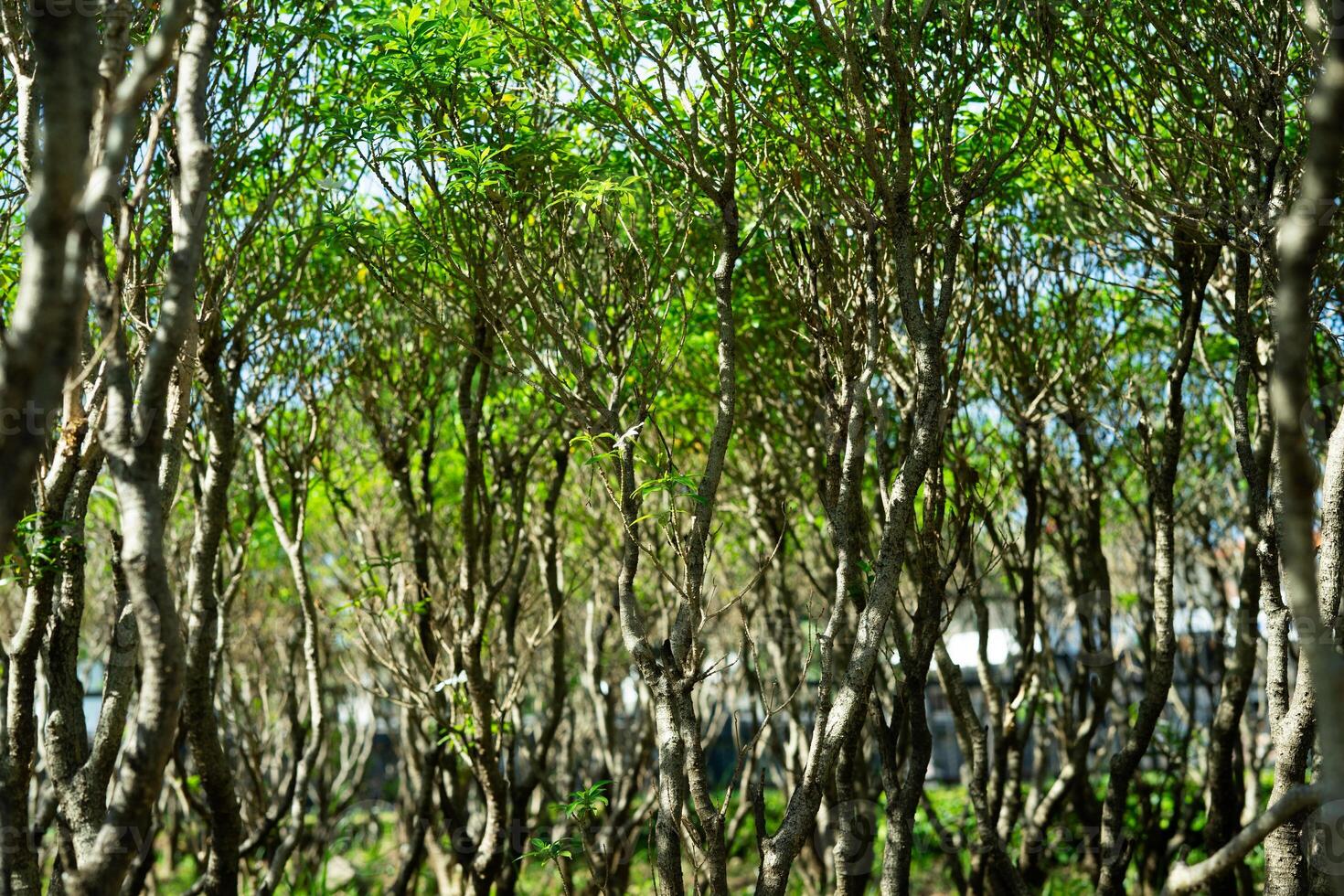 forest with trees landscape background photo