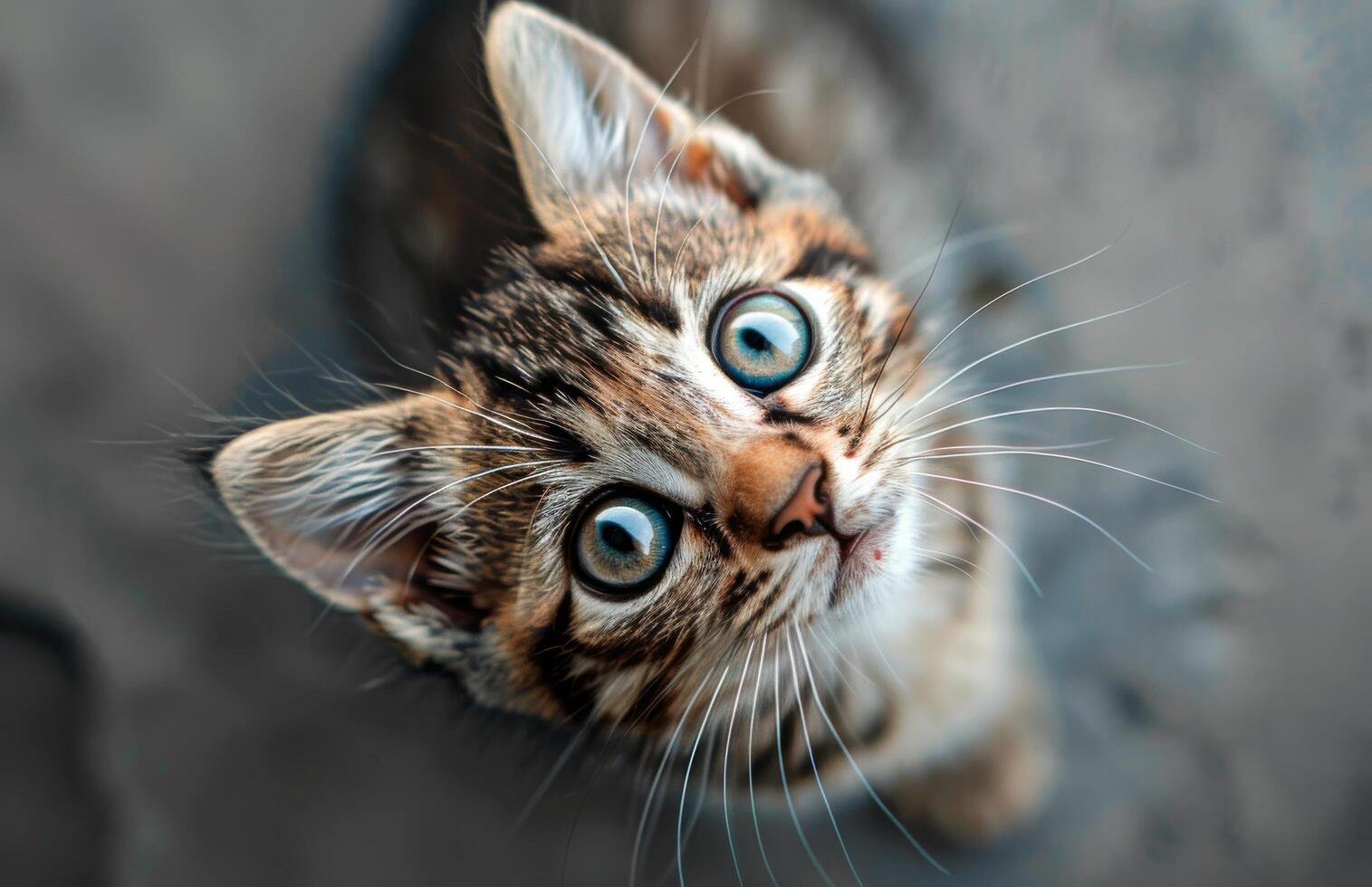 Close Up Of Tabby Kitten Looking Up With Curious Expression photo