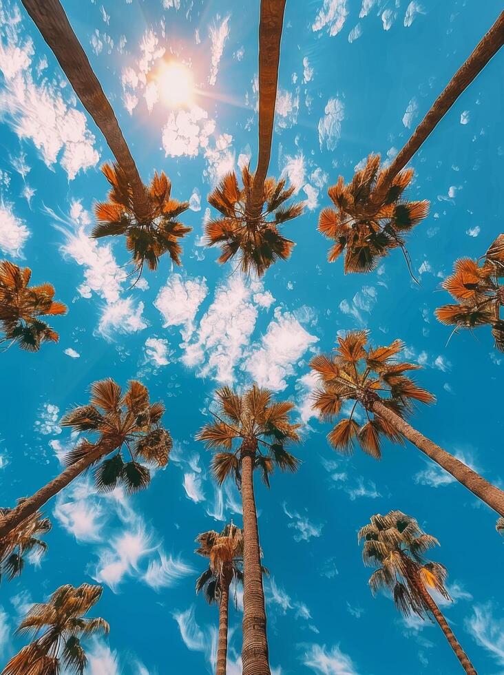 Palm Trees Reaching for the Sun on a Sunny Day photo
