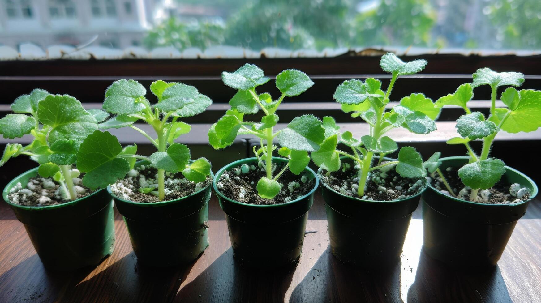 Various Plants on Table photo