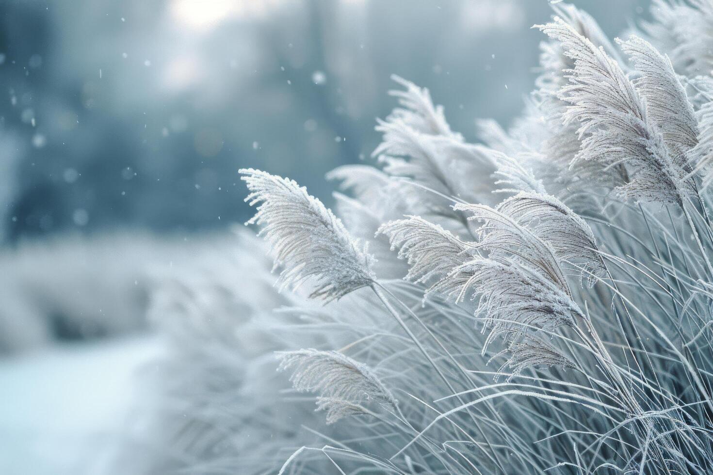 Frosty Grass Blades Swaying in Winter Wind photo