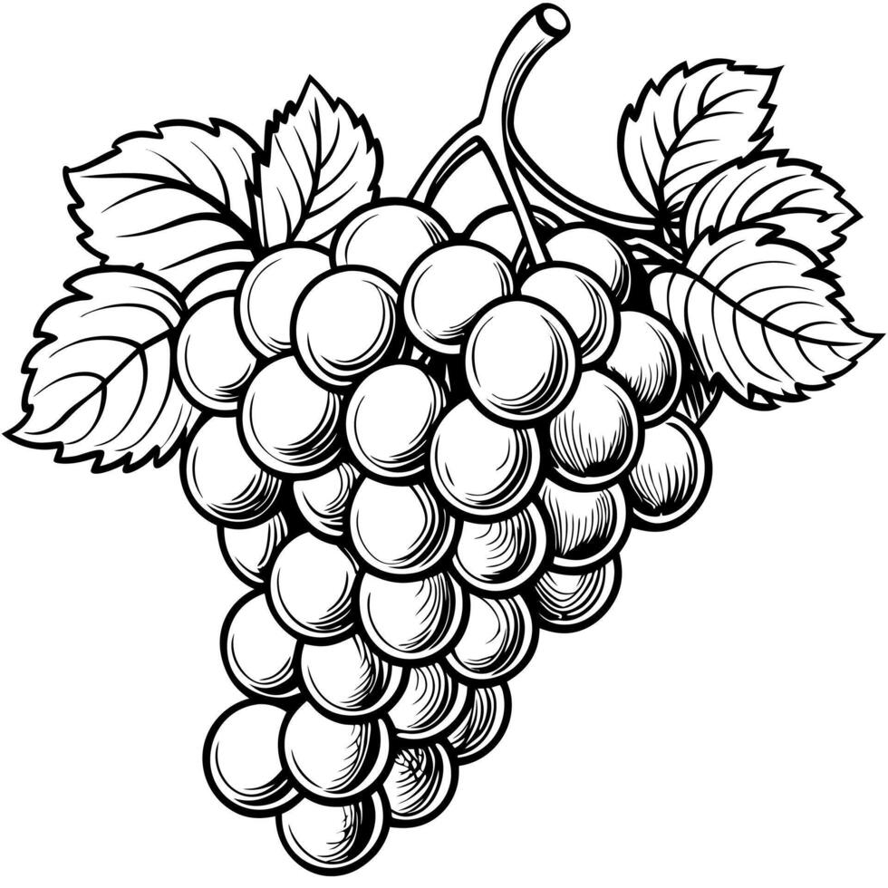 grapes black and white illustration vector