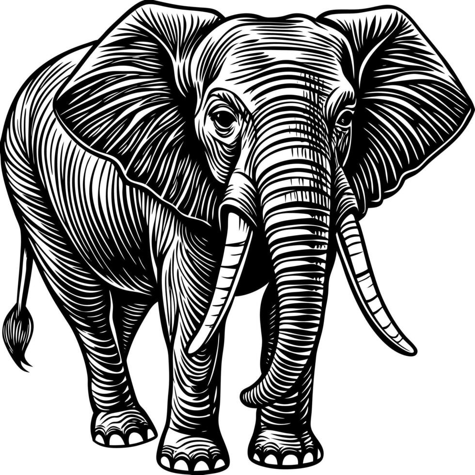 an elephant is standing in a woodcut style vector
