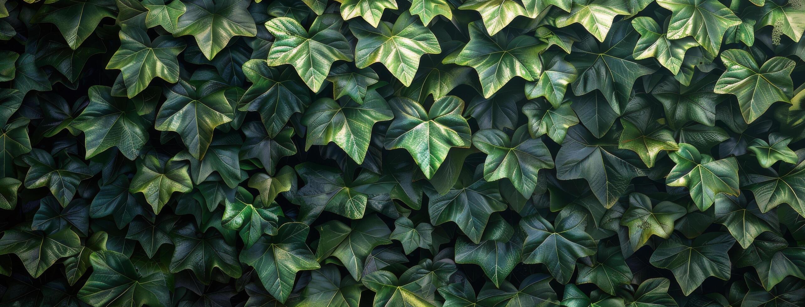 Close Up Of Lush Green Ivy Leaves On A Wall photo