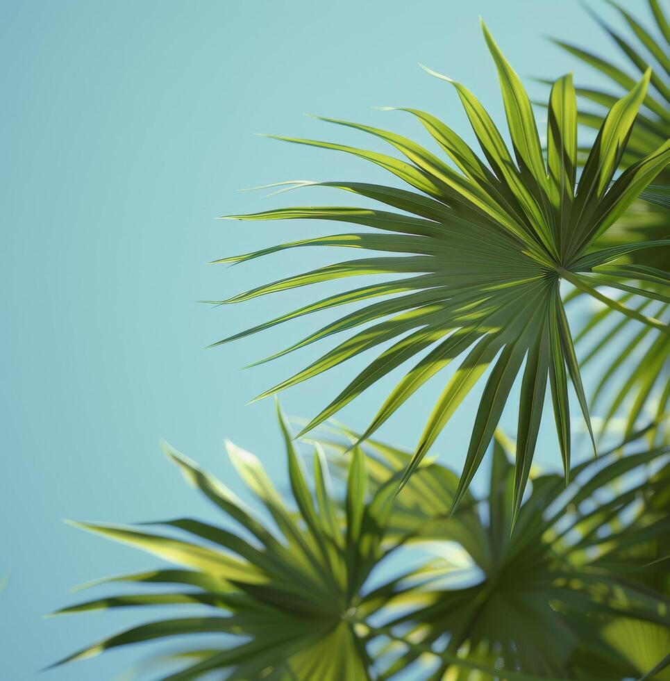 Lush Green Palm Fronds Against A Sunny Blue Sky photo