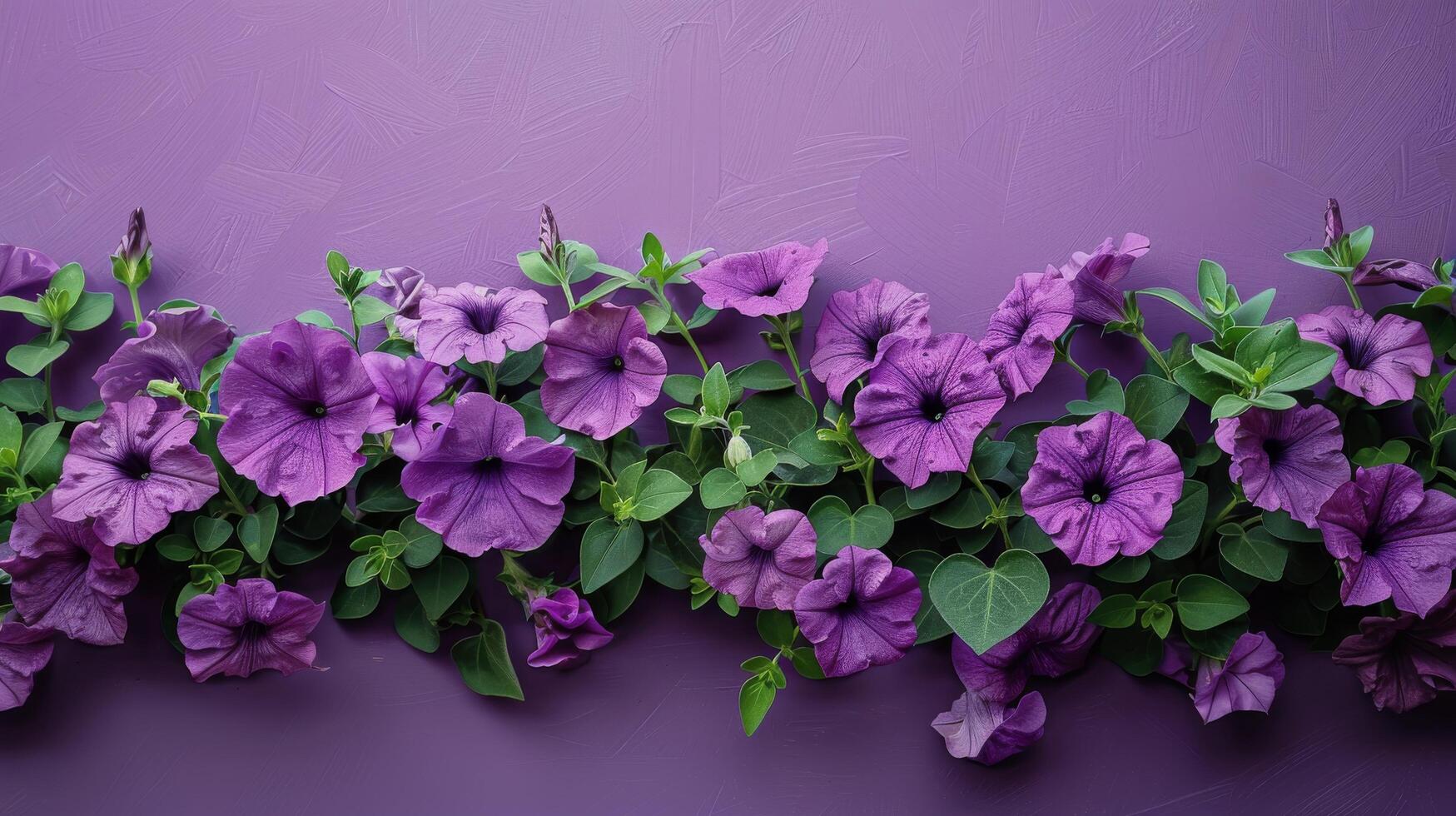 Purple Petunia Flowers Framing a Purple Background photo