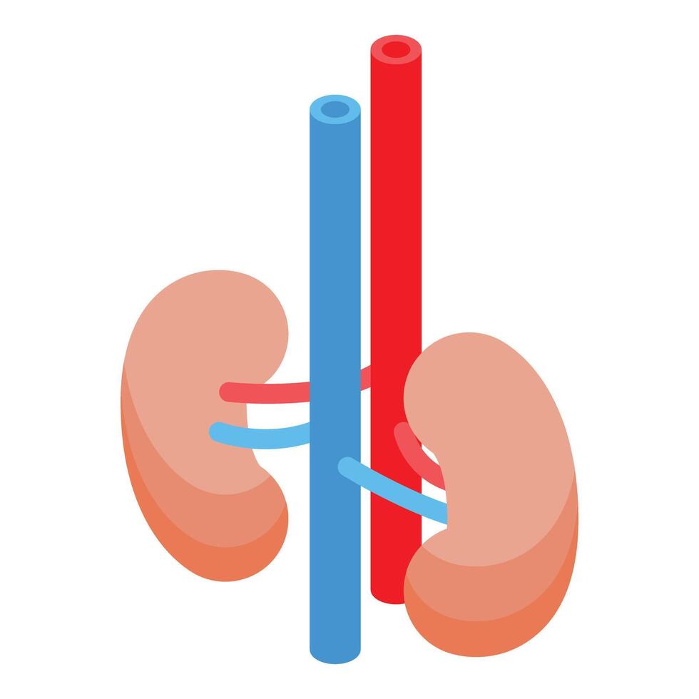Human kidneys with arteries and veins connecting to each other for blood filtration and urine production process vector