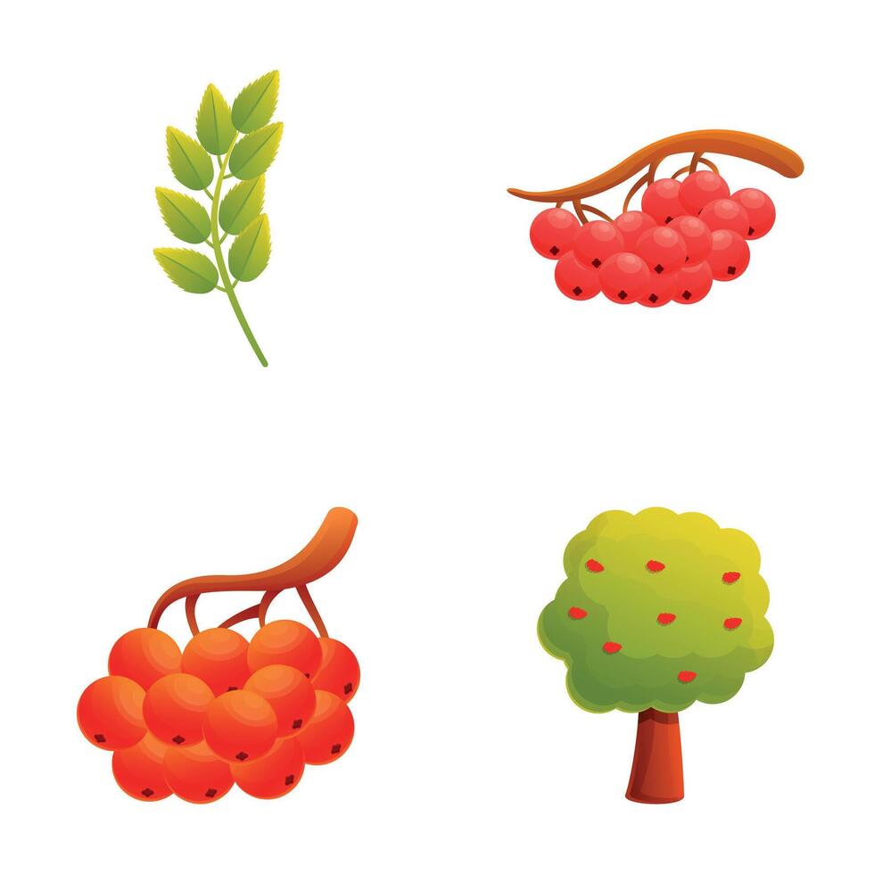 Rowan bunch icons set cartoon . Red ripe rowan bunch vector
