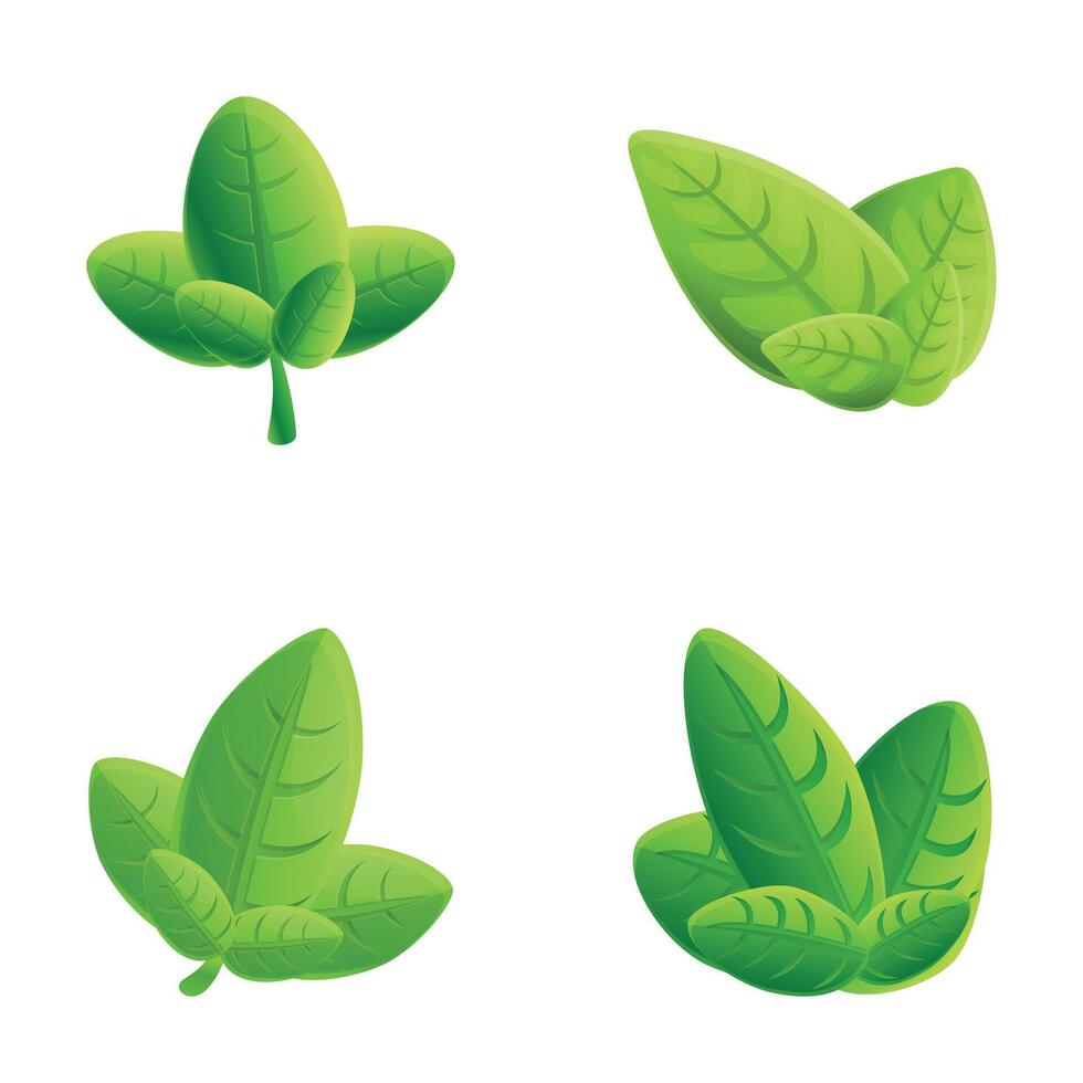 Fresh basil icons set cartoon . Green basil leaf vector