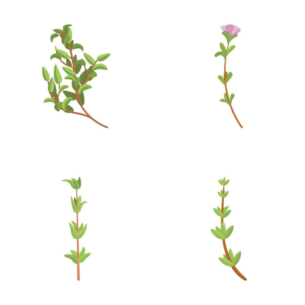 Thyme spice icons set cartoon . Fresh thyme branch with green leaf vector