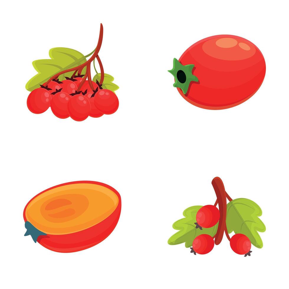 Juicy hawthorn icons set cartoon . Hawberry branch with red berry and leaf vector
