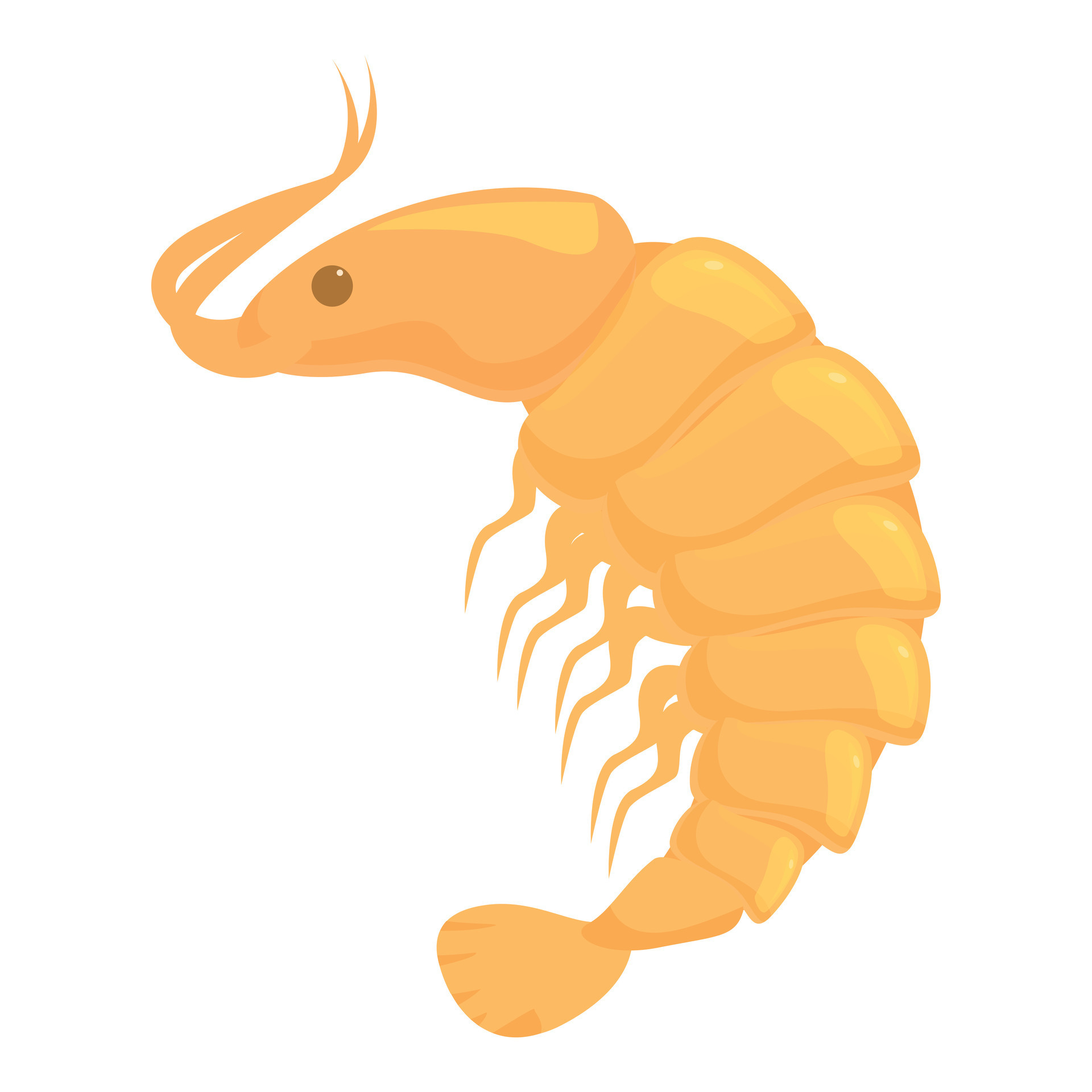 Cooked shrimp standing curled up on white background 47051874 Vector