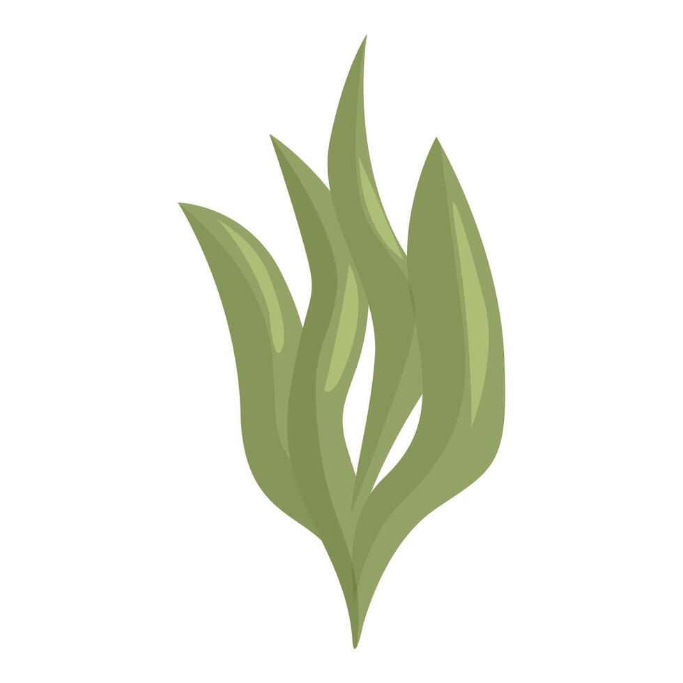 Green seaweed plant growing underwater in the ocean vector
