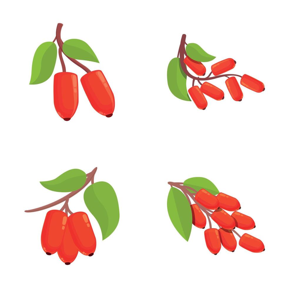 Eco barberry icons set cartoon . Fresh red barberry on branch vector