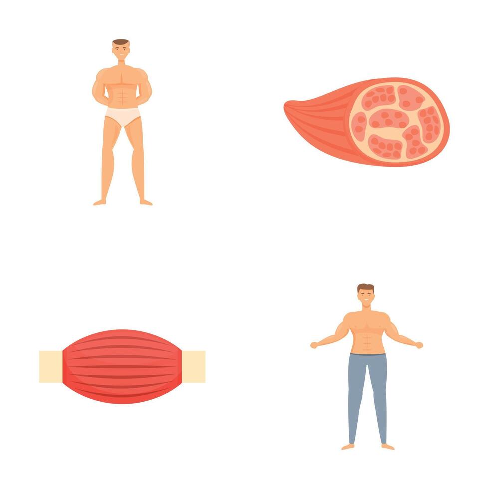 Human anatomy and muscle structure illustrations vector
