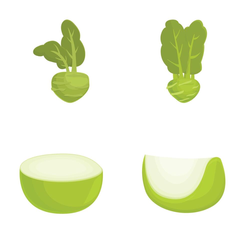 illustration of fresh kohlrabi whole and sliced vector