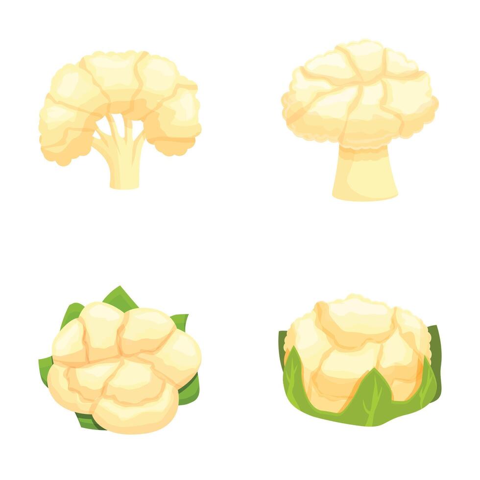 Fresh cauliflower and broccoli illustration set vector