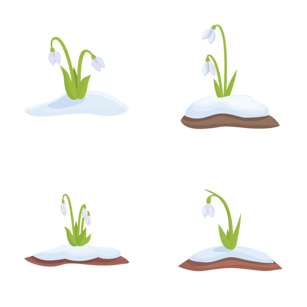 Set of four illustrations depicting a snowdrop flower in different seasons with snow vector