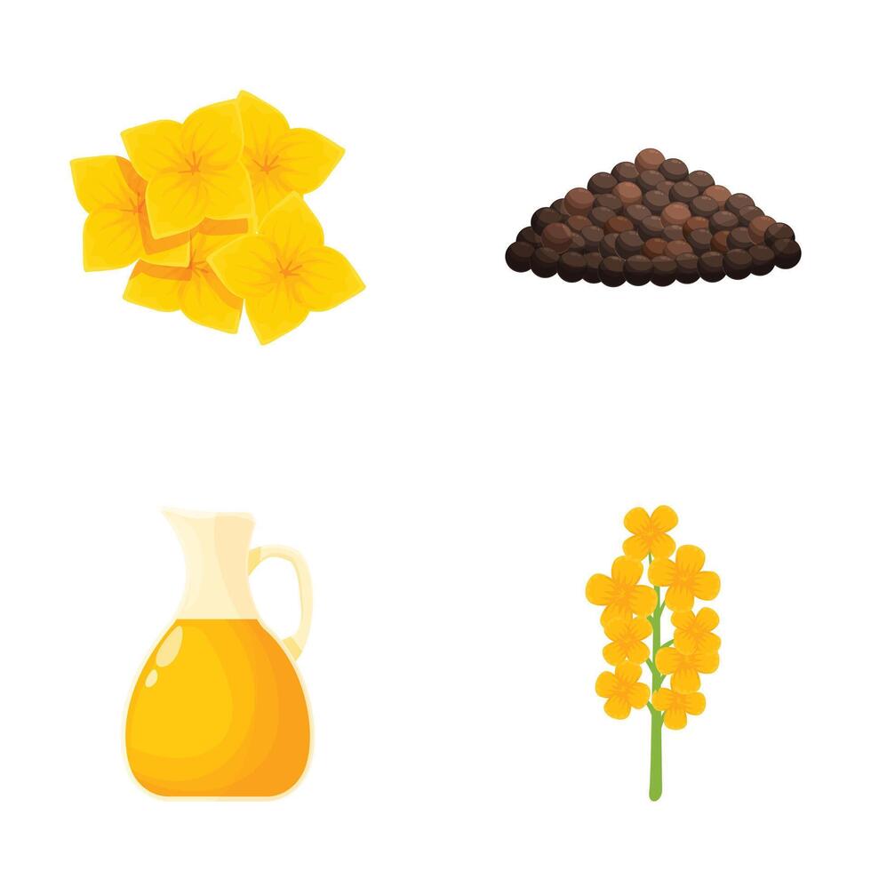Canola flower and products illustration set vector