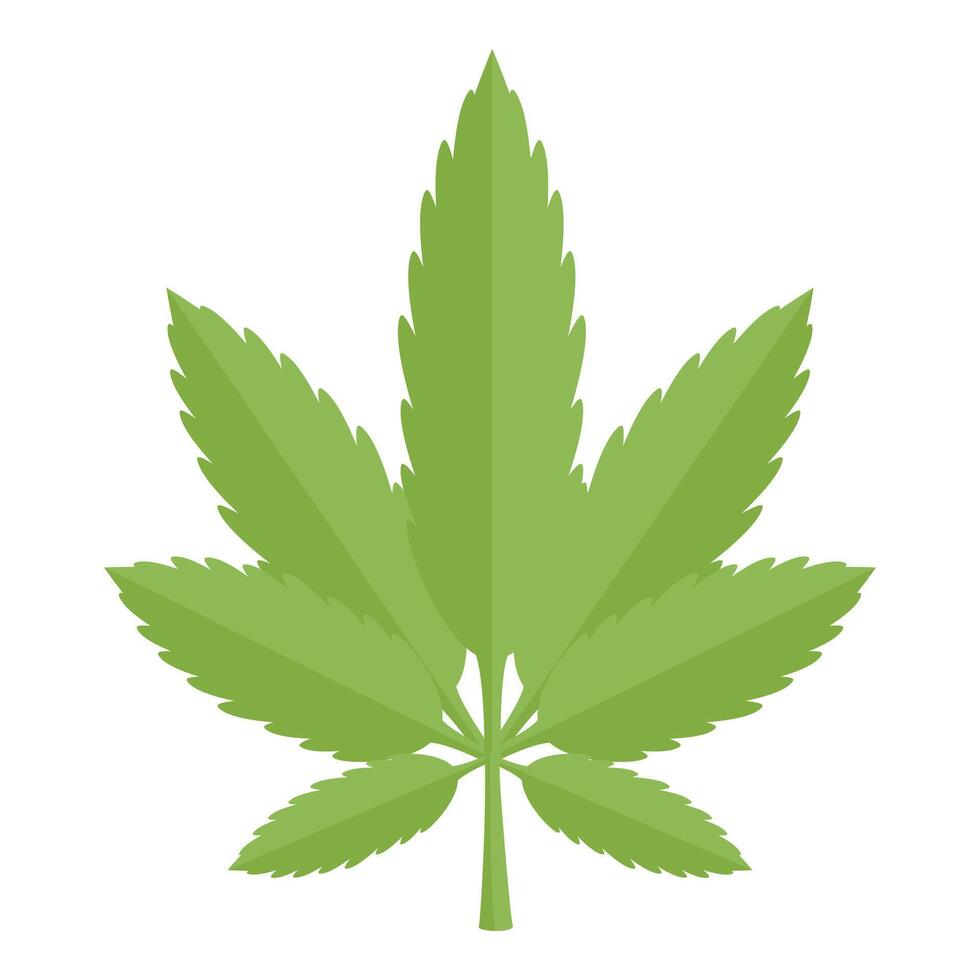 Cannabis leaf with seven leaflets growing on white background vector