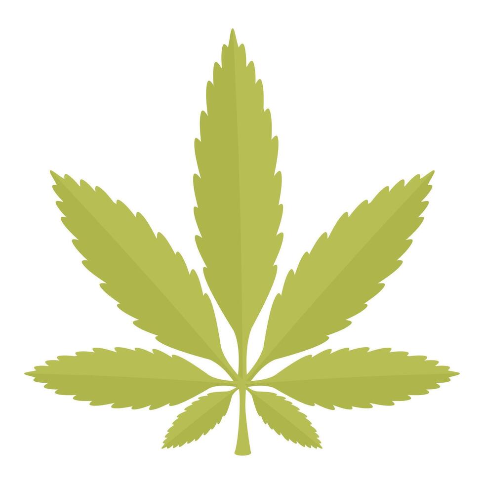 Green marijuana leaf with seven leaflets isolated on white background vector