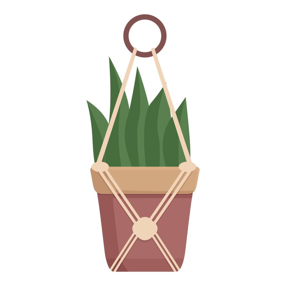 Green plant growing in a hanging pot with macrame on white background vector