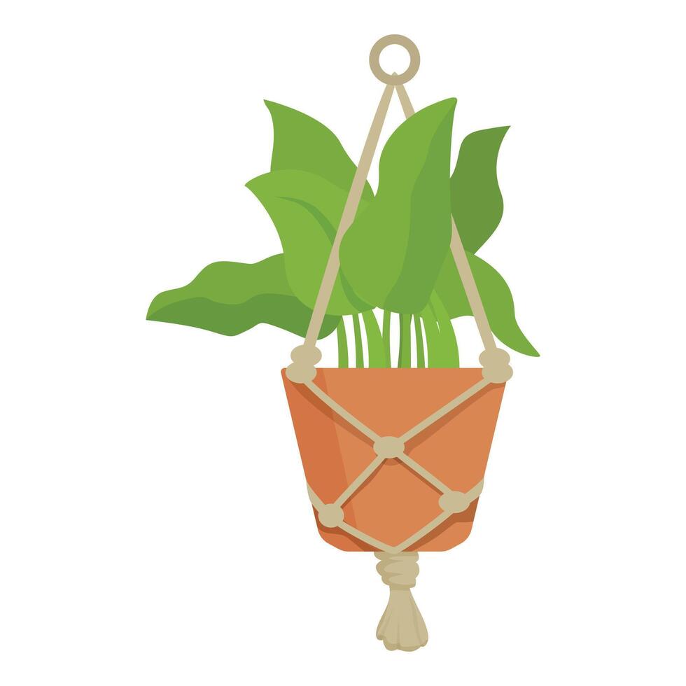 Green houseplant with large leaves is hanging in a macrame plant hanger vector