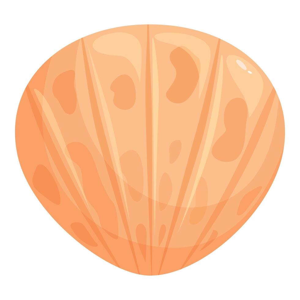 Orange seashell showing ridges and grooves from ocean mollusk vector