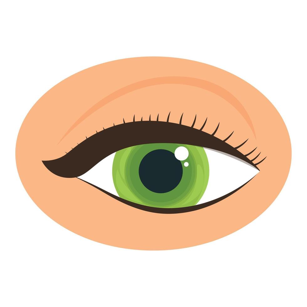 Beautiful female green eye with long black eyelashes and makeup looking upwards vector