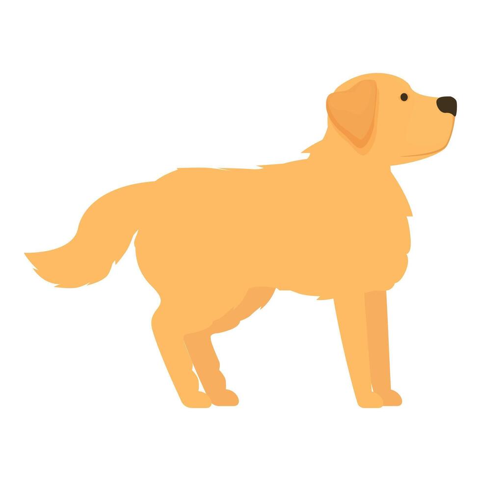 Golden retriever standing watching looking observing attentive dog pet vector