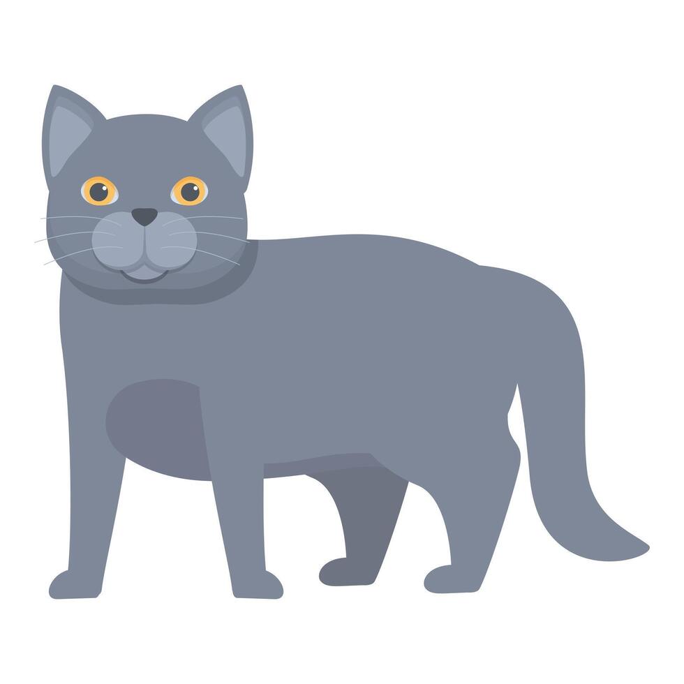 Grey chartreux cat standing and looking forward vector
